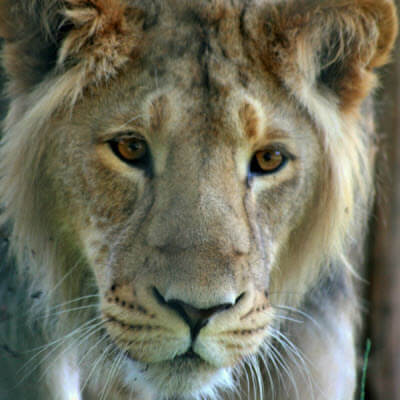 Asiatic Lion: Asian Lion Species Facts, Conservation - BigCatsWildCats