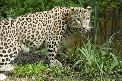 amur-leopard-in-the-grass-image.jpg