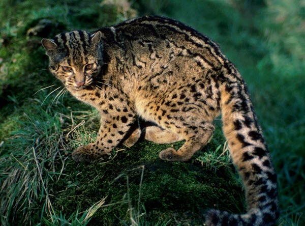 Marbled Cat Marbled Cat Conservation