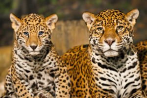 Jaguar | Species Facts, Conservation - BigCatsWildCats