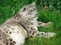 snow leopard