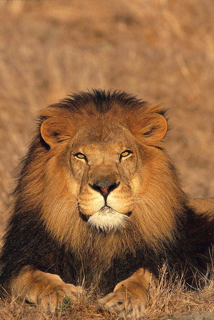 英国代表动物狮子图片