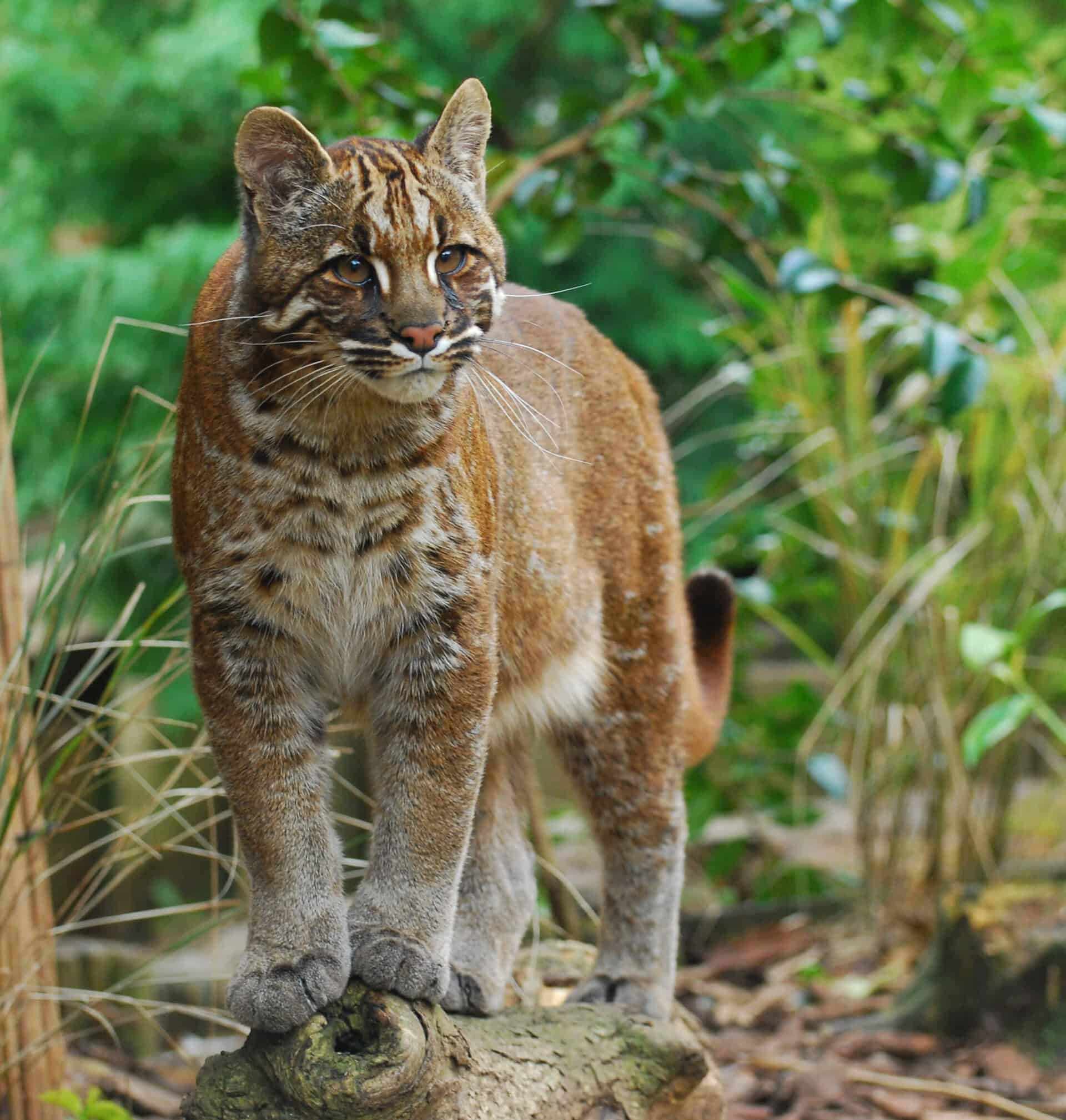 the asiatic golden cat