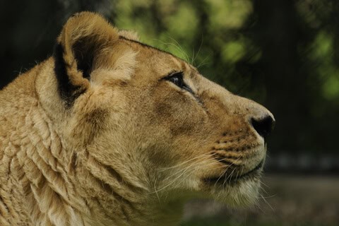 asiatic lion panthera leo leo