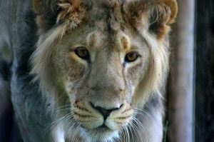 endangered asiatic lion