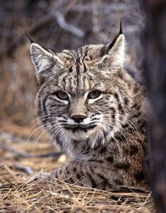 Bobcats - The North American Bobcat | Conservation Status, Groups ...
