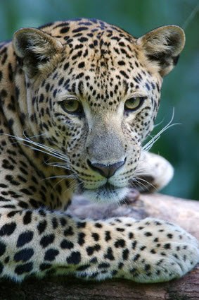 Leopard | Species Facts - BigCatsWildCats Conservation Guide