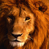 photo de lion