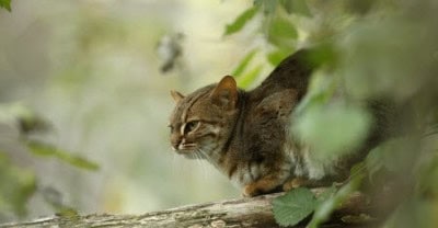 Rusty-spotted Cat | Facts, News, Research, Conservation