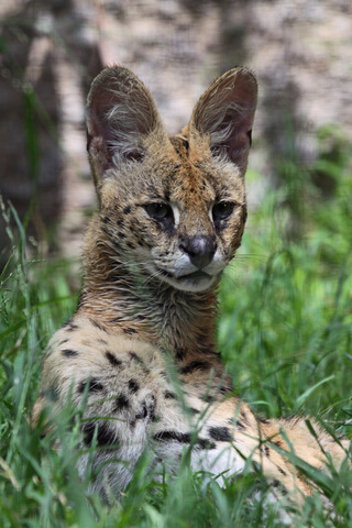 the serval is an African wild cat