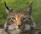small wild cats list - eurasian lynx