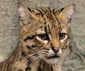 small wild cat list - geoffreys cat