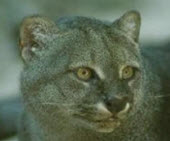 small wild cat list - jaguarundi