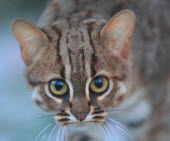small wild cat rusty spotted cat