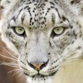 snow leopard pictures