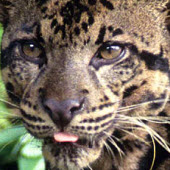 Sunda bornean imagem de leopardo nublado