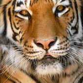 Tigerbilleder