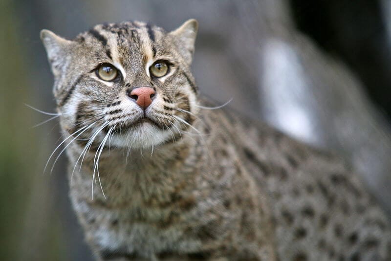 medium-sized wild cat - the fishing cat