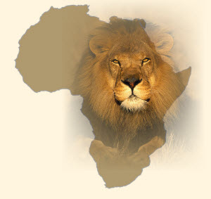 african lion conservation