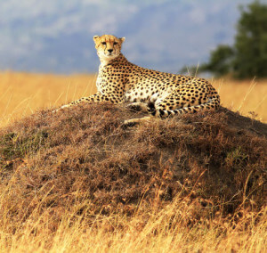 wild cat in africa