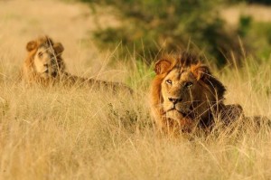 declining african lion population in uganda