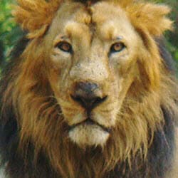 asiatic lion conservation