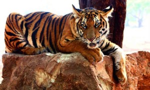 karnataka tigers