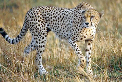 asiatic cheetahs have a sleek look