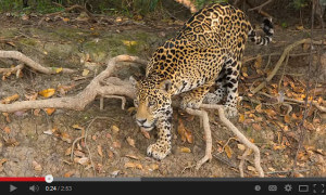 the elusive jaguar