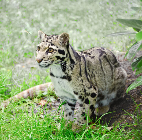 Clouded leopards live in Asia