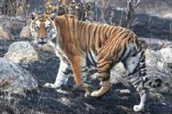 russian team traiing to protect tigers