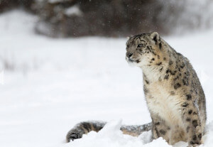 track capture and tag a snow leopard