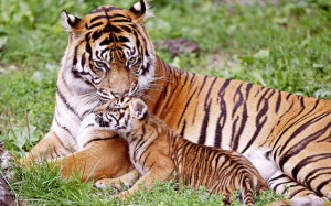 Tiger with Cub - Global Tiger Day July 29