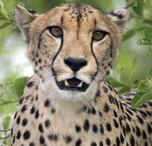 Owning cheetahs - a status symbol in the Middle East