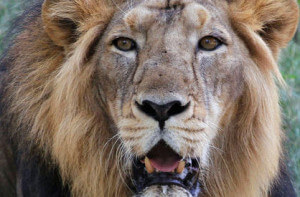 10 Asiatic lions killed in flood