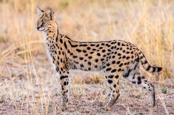 A serval in tall grass