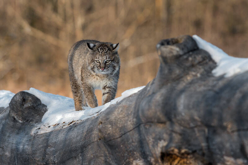 Bobcats - The North American Bobcat | Conservation Status, Groups -  BigCatsWildCats