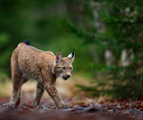 Eurasian lynx walking