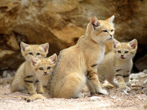 sand cats have between 3 and 5 kittens