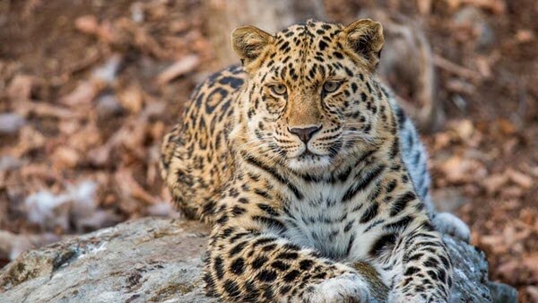 Amur leopard big cat facts