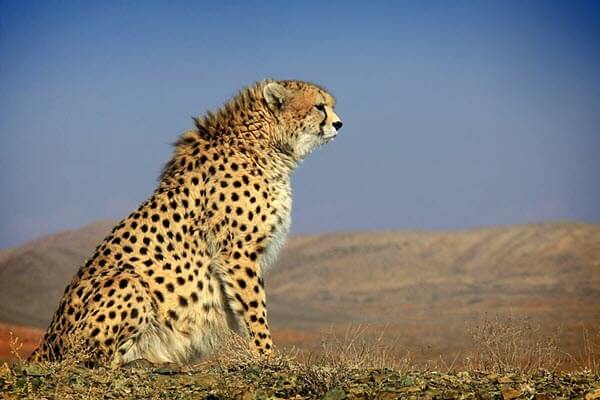 cheetah eyes tumblr
