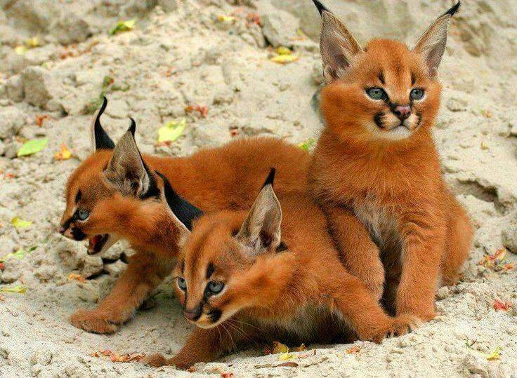 baby caracal