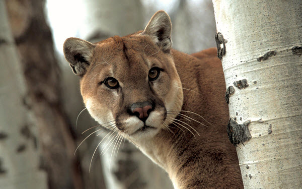 cougar facts
