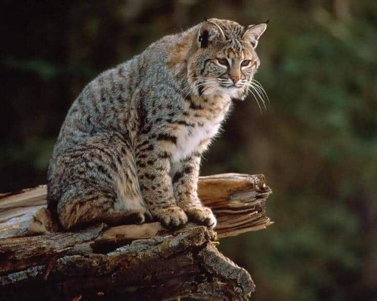 The bobcat is a wild cat