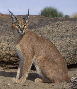 Caracal | Habitat, Species Info, Conservation