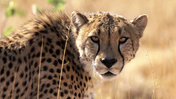 Cheetah big cat facts