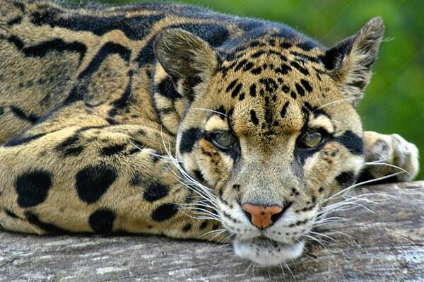 Clouded leopard big cat facts