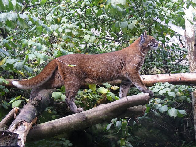medium-sized cat - the asiatic golden cat 