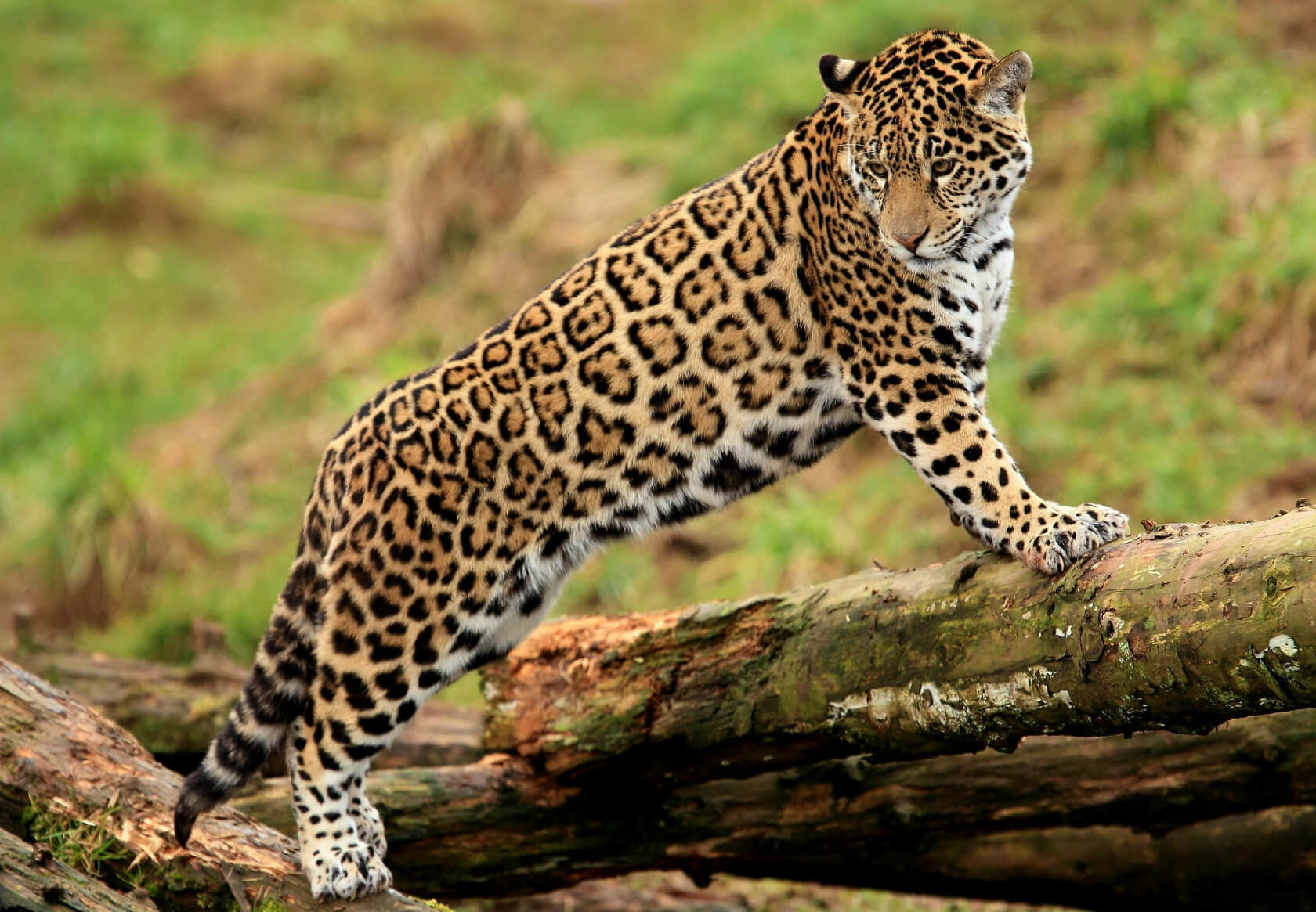 Jaguar big cat facts