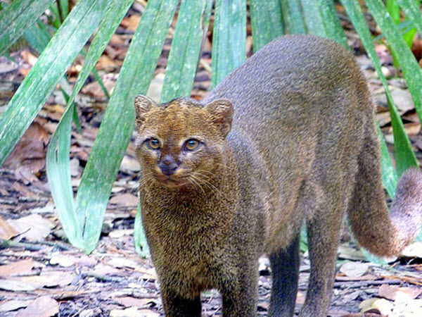 The jaguarundi wild cat